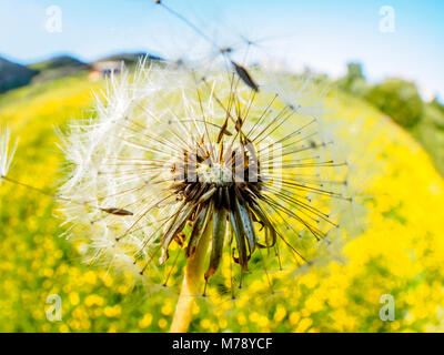Gentle soft airy dandelion flying in the wind in the meadow with yellow flowers. Romantic dreamy artistic image. Stock Photo