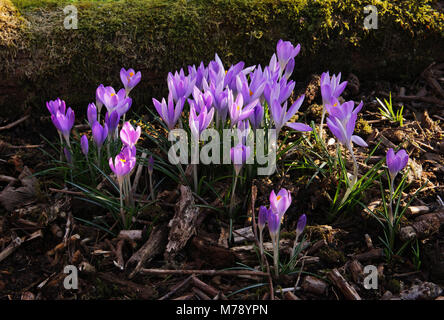 Crocus tommasinianus growing in garden border amonst shrubs, and mulch of wood chippings. Stock Photo
