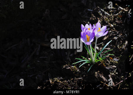 Crocus tommasinianus growing in garden border amonst shrubs, and mulch of wood chippings. Stock Photo