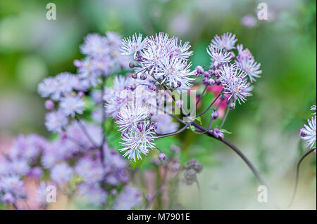 Thalictrum aquilegiifolium also known as Siberian columbine meadow-rue, columbine meadow-rue, French meadow-rue, and greater meadow-rue. Stock Photo