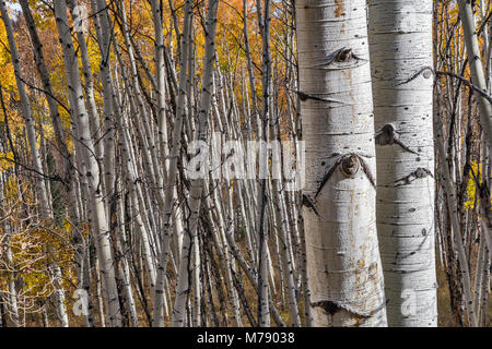 Aspen grove in autumn, Kebler Pass Road aka West Elk Loop Scenic Byway, Gunnison National Forest, West Elk Mountains, Rocky Mountains, Colorado, USA Stock Photo