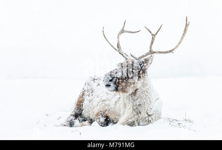 Boreal Woodland Caribou in a snowstorm, Rangifer tarandus, captive animal, Manitoba, Canada.. Stock Photo