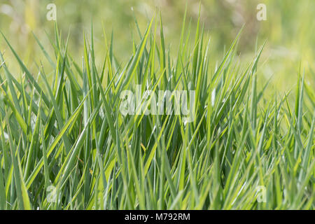 Acres of blades of lush green grass vegetation growing wild in a huge field. Selective focus. Grass only. Horizontal. Landscape. Background. Abstract. Stock Photo