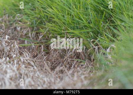 Interesting contrast of brown dead burnt grass versus living lush green grass on farm land. Grass only. Horizontal. Landscape. Abstract. Background. Stock Photo