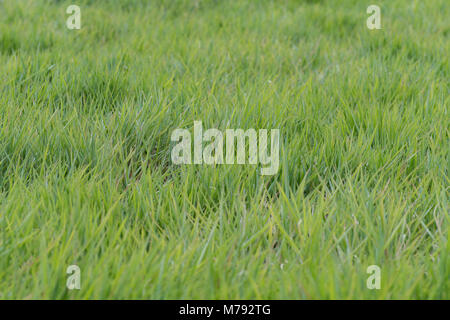 Acres of blades of lush green grass vegetation growing wild in huge field. Nothing but grass. Grass only. Horizontal. Landscape. Background. Abstract. Stock Photo