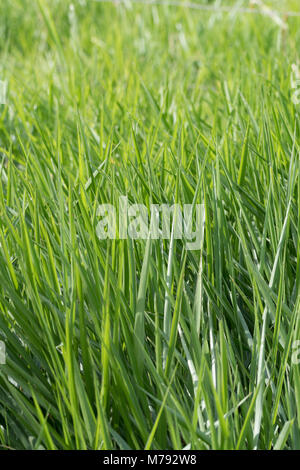 Acres of blades of lush green grass vegetation growing wild in a huge field. Nothing but grass. Grass only. Vertical. Portrait. Background. Abstract. Stock Photo