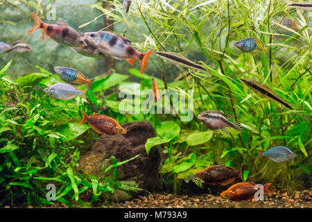 decorative aquarium colourfull fishes and water plants in deep water Stock Photo