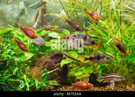 decorative aquarium colourfull fishes and water plants in deep water Stock Photo