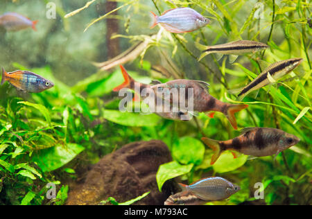 decorative aquarium colourfull fishes and water plants in deep water Stock Photo