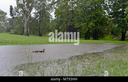 Pacific black duck Anas superciliosa with ducklings enjoy the water during flooding and heavy rainfall, Annandale, Townsville, Queensland, Australia Stock Photo
