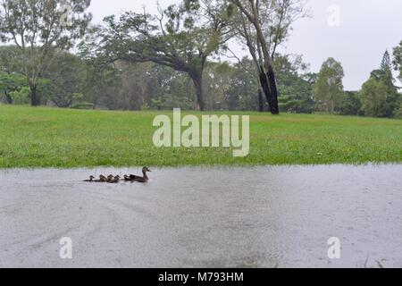 Pacific black duck Anas superciliosa with ducklings enjoy the water during flooding and heavy rainfall, Annandale, Townsville, Queensland, Australia Stock Photo