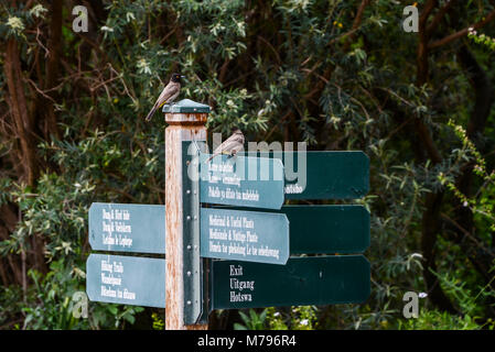 A pair of  African red-eyed bulbuls (Pycnonotus nigricans) perched on a signpost in Free State National Botanical Gardens Stock Photo
