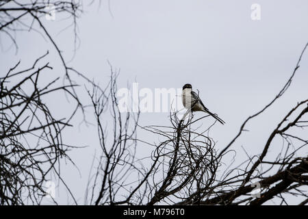 A southern fiscal (Lanius collaris) perched in a tree Stock Photo