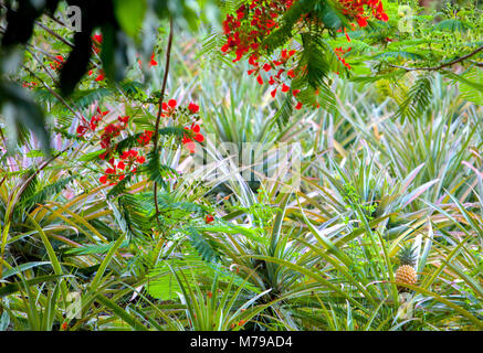An image of pineapple growing in wild on Fiji island. Little red flowers hanging from above in foreground. Stock Photo