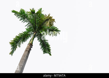 Coconut palm trees isolated on a white background. Stock Photo