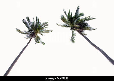 Two Coconut palm trees isolated on white background. Stock Photo
