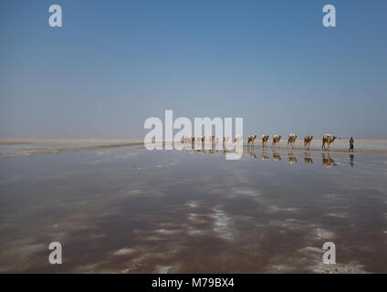 Camels caravan carrying salt blocks in the danakil depression, Afar region, Dallol, Ethiopia Stock Photo