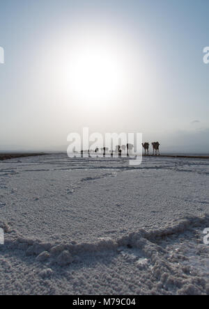 Camels caravan carrying salt blocks in the danakil depression, Afar region, Dallol, Ethiopia Stock Photo