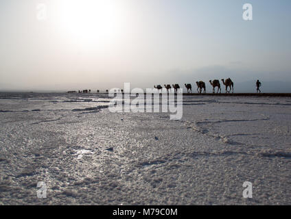 Camels caravan carrying salt blocks in the danakil depression, Afar region, Dallol, Ethiopia Stock Photo