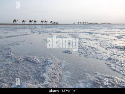 Camels caravan carrying salt blocks in the danakil depression, Afar region, Dallol, Ethiopia Stock Photo