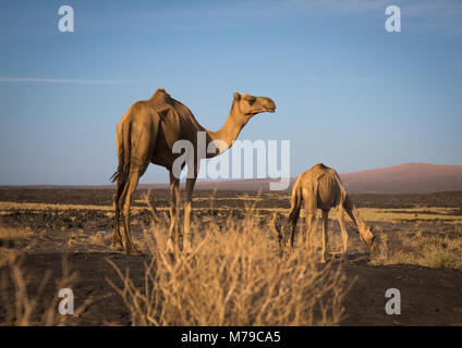 Camels grazing before expedition starts hiking up to active erta ale volcano, Afar region, Erta ale, Ethiopia Stock Photo
