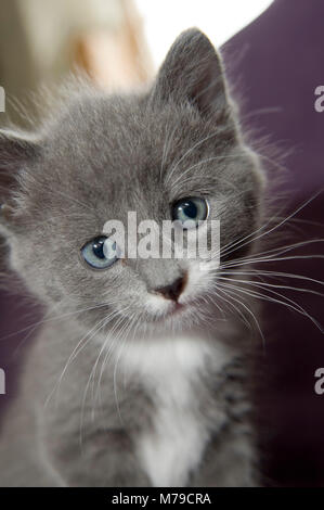 To kittens and one kitten, grey an black/white coloured Stock Photo