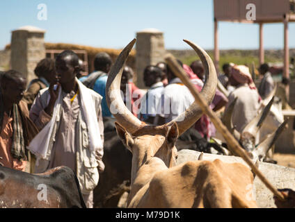 Cow with long horns sold at the market, Afar region, Assayta, Ethiopia Stock Photo