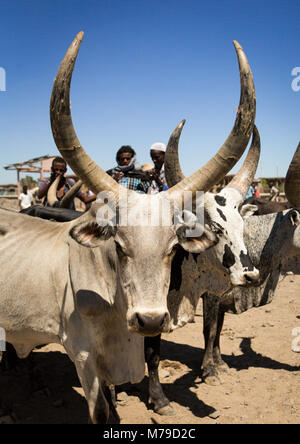 Cow with long horns sold at the market, Afar region, Assayta, Ethiopia Stock Photo