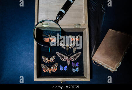 Butterflies collector background composition: old wooden collection box with the butterflies and insects, old notebook, magnifying glass, feather penc Stock Photo