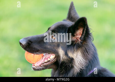 German Shepherd with ball Stock Photo