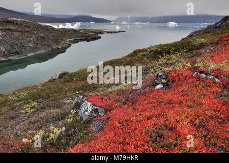 Greenland, East Greenland, Scoresbysund, icebergs, coastal scenery, mountain landscape, tundra, autumn, Stock Photo
