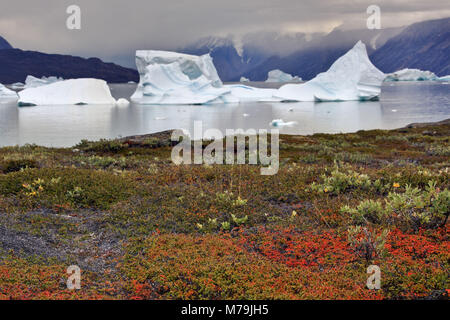Greenland, East Greenland, Scoresbysund, icebergs, coastal scenery, mountain landscape, tundra, autumn, Stock Photo