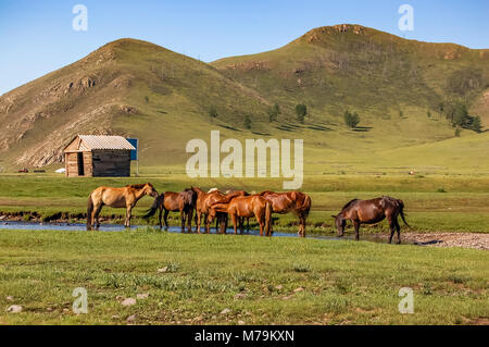 Herd of horses drink water on grasslands of central Mongolian steppe Stock Photo