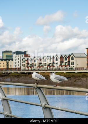 Two black headed gulls sitting on a railing at the River Usk, Newport, South Wales Stock Photo