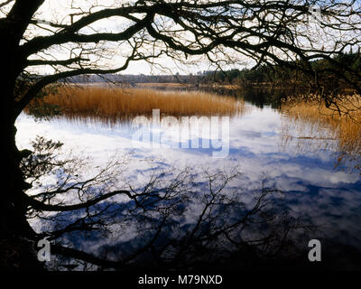 Frensham Little Pond National Trust bird sanctuary, Farnham, Surrey. Created as a fish pond for the Bishop of Winchester court at Farnham Castle 1246 Stock Photo