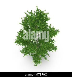 Green Poplar tree isolated on white background. 3D illustration Stock Photo