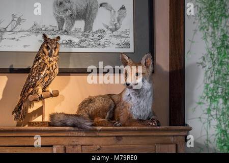 Stuffed red fox (Vulpes vulpes) and stuffed long-eared owl (Asio otus / Strix otus) mounted lifelike on branch in living room at home Stock Photo