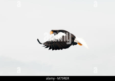 Steller's sea eagle (Haliaeetus pelagicus) flying, Russia Stock Photo