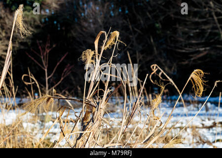 wild grasses near a decorative pond in a park in Zama, Japan in the winter after a heavy snow. Stock Photo