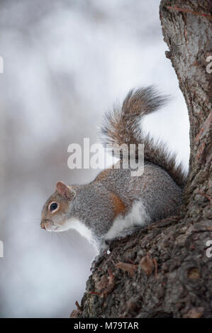 Grey Squirrel or Eastern Gray Squirrel, (Sciurus carolinensis), in tree in winter, Regents Park, London, United Kingdom Stock Photo
