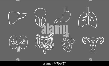 human organs line icons set. Anatomy of body. Reproductive system, Lungs, Uterus, stomach, heart, liver illustrations Stock Vector