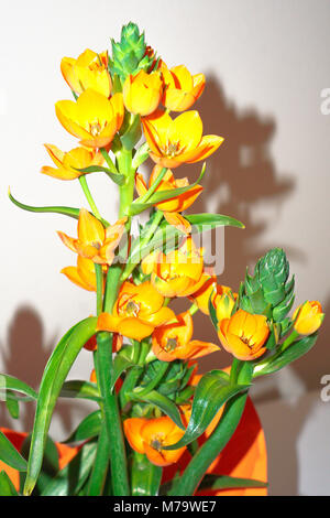 birds of paradise plant indoor Bird of Paradise Plant Online for Indoor Decor – Plantsden