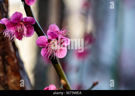 A pink blossom opens on a small branch, with copy space along the top and right side. Stock Photo