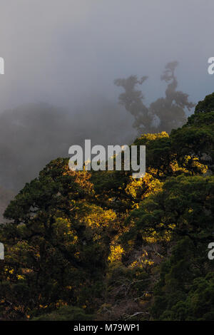 Panama landscape with mystical evening in the cloudforest of La Amistad National Park, Chiriqui province, Republic of Panama, Central America. Stock Photo
