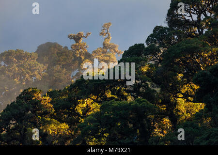 Panama landscape with mystical evening in the cloudforest of La Amistad National Park, Chiriqui province, Republic of Panama, Central America. Stock Photo
