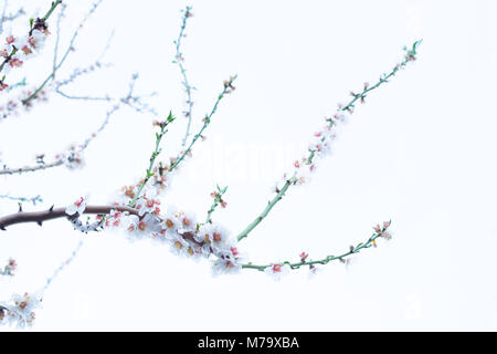 Bright soft pink blossoms on an almond tree branch close-up on white background. Stock Photo