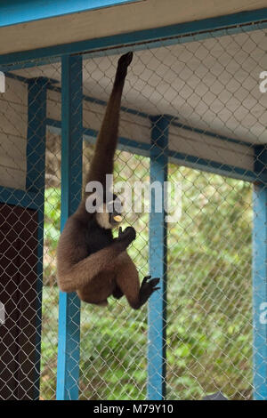 Agile gibbon hanging by an arm on the outside of Camp Leakey building while eating a banana from their supplemental feeding program. Hylobates agilis. Stock Photo