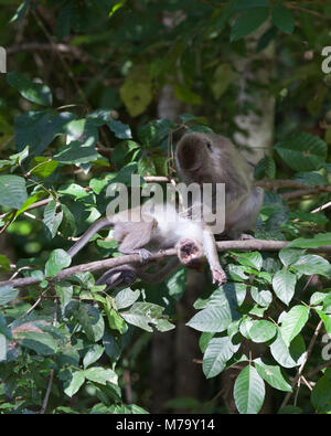 Long-tailed Macaque (Macaca fascicularis) female grooming juvenile in Bornean riverine forest. Also called Crab-eating Macaque. Sabah, Malaysia Stock Photo