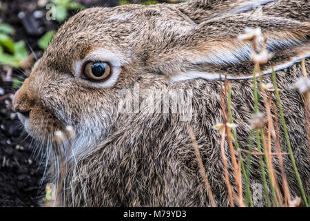 Big Brown Bunny with Large Eye that has a Reflection of a House Stock Photo