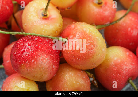 Freshly picked red and yellow Rainier cherries with water drops closeup. Selective focus Stock Photo